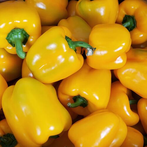 Yellow Bell Pepper