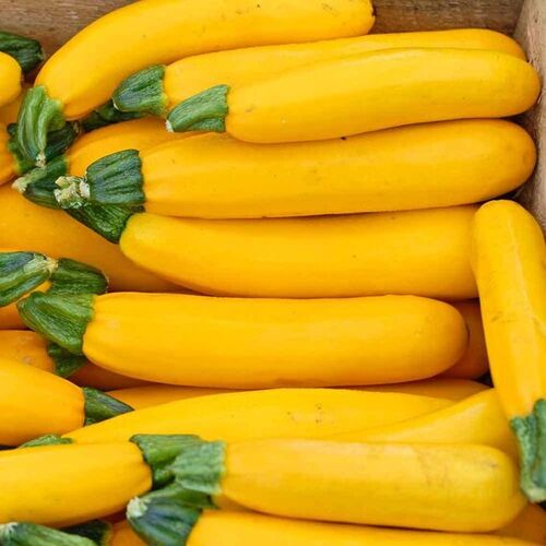 Yellow Squash
